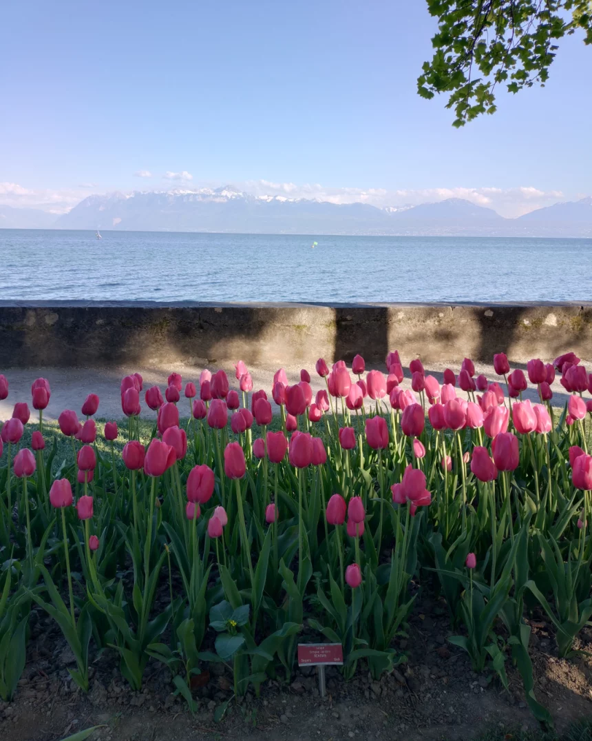 Photo de tulipes dans le Parc de l'Indépendance