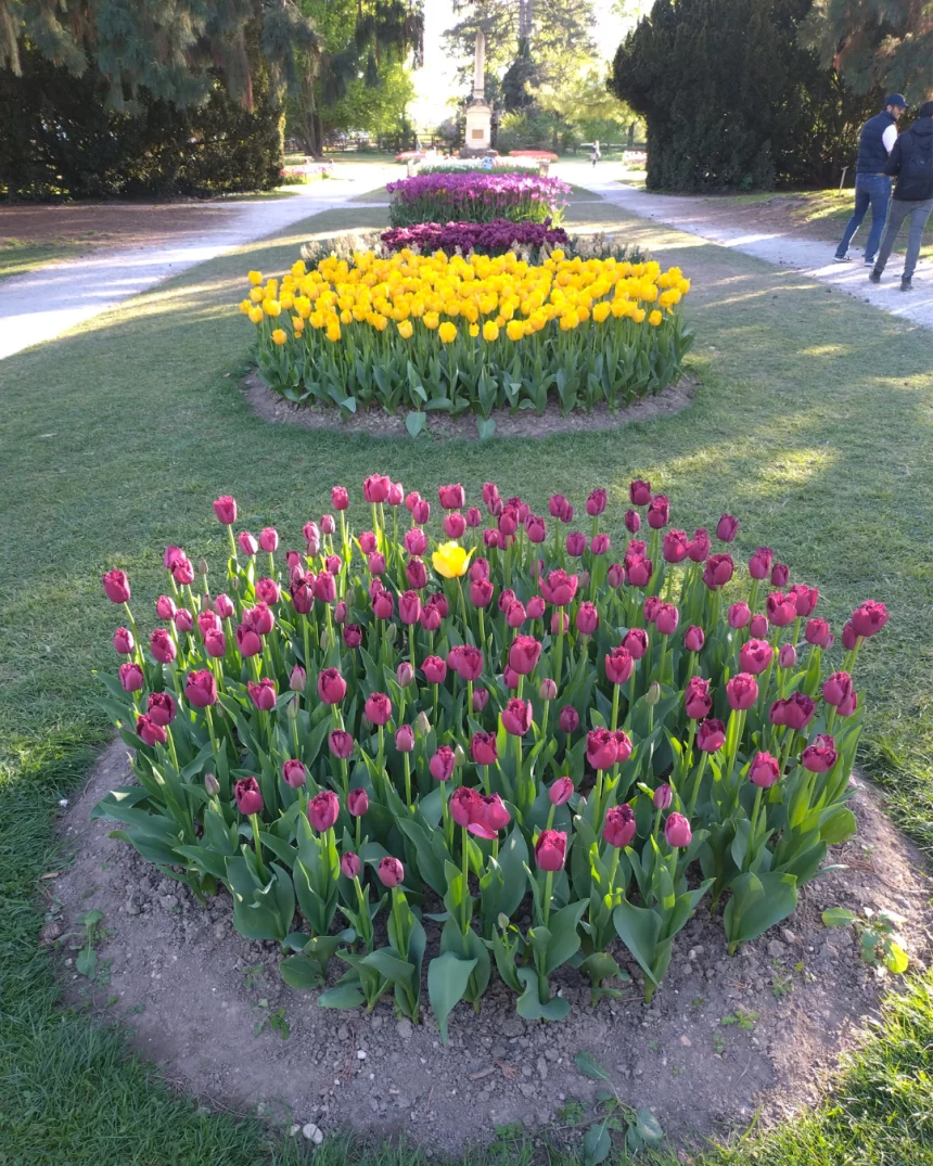 Photo de tulipes dans le Parc de l'Indépendance