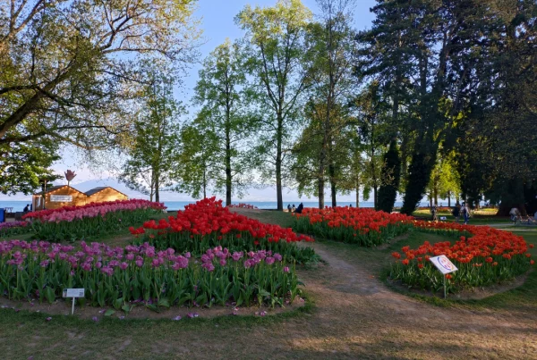 Tulipes du Parc de l'Indépendance